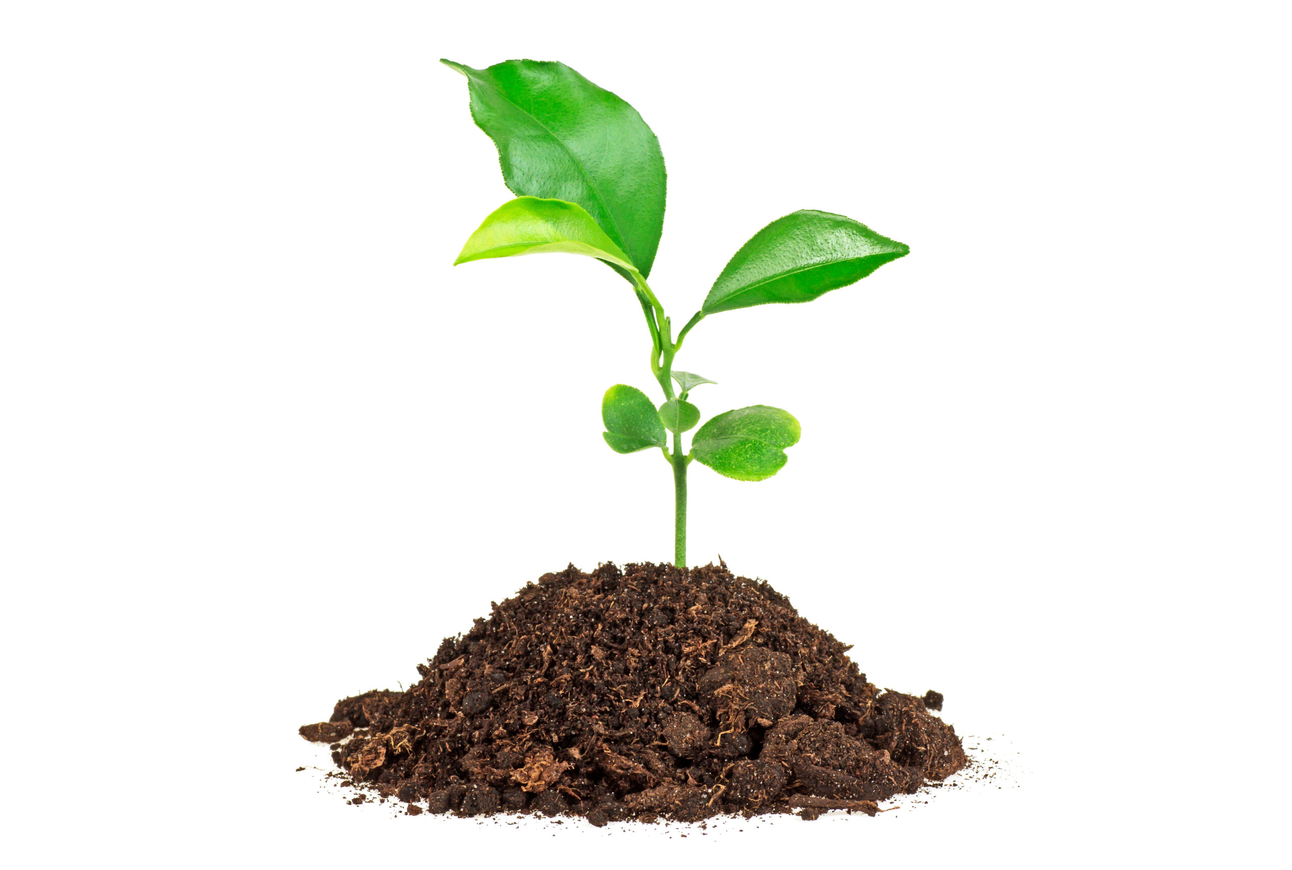 Young plant of pomelo in soil humus on a white background